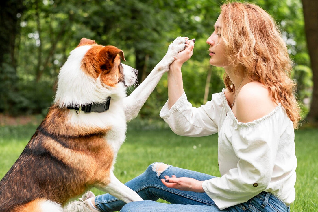 The Power of Positive Reinforcement in Pet Training